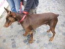 dobermann 01