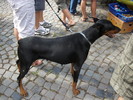 dobermann