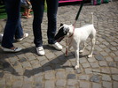 fox terrier 03