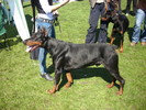 dobermann 02