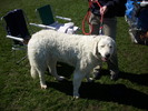 kuvasz