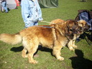 leonberger