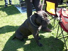 presa canario 01