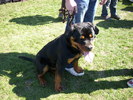 rottweiler 01