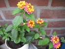 Lantana 14 iul 2010 (1)