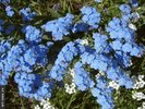 Myosotis_suaveolens2