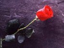 trandafir_rosu