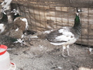 SDC10942