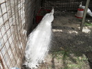 SDC11233