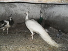 SDC11255