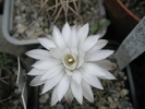 Gymnocalycium damsii v. centrispinum - floare