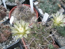 Gymnocalycium michonga - 13.07