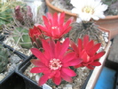 Gymnocalycium - flori 13.07