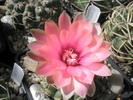 Gymnocalycium cu flori roz - 10.07