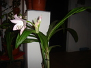 stefi 017