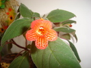 flori 003