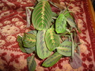 flori 004