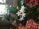 flori 008