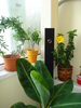 HIBISCUS,DIN NOU INFLORIT