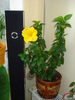 HIBISCUS,DIN NOU INFLORIT!