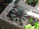 IMG 2 (19)