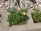IMG 2 (20)