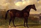 $27emilius$27,-A-Bay-Racehorse-In-A-Paddock