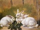 Three-White-Rabbits-1851
