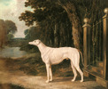 vandeau,_a_white_greyhound-large