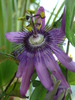 passiflora Lavender Lady