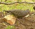 commongrounddove