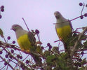 brucegreenpigeon3