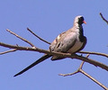 namaquadove