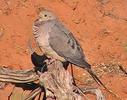 mourningdove