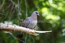 stockphotopro_36059400HLG_