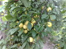 150720105496