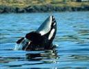 orca