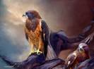 07_VisionOfTheHawk2_Pic