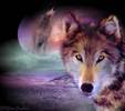 20_IAmWolf_Pic