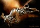 22_HealingTouch_Pic