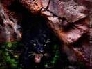 63_Panther_Pic