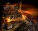 Carol Cavalaris Spirit Of The Wild - 101_WolfLand_Pic-789125