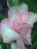 Imag0112