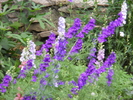 delphinium-nemtisor