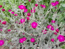lychnis coronaria