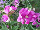 sangele voinicului-lathyrus