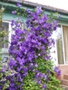 clematita