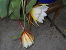 epiphyllum reward