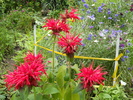 monarda cambridge scarlet