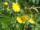 crizantema